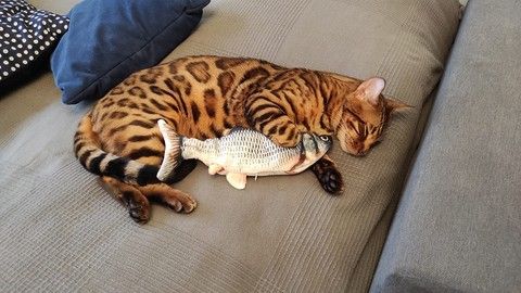 Pohybující se ryba pro kočky – Plotice