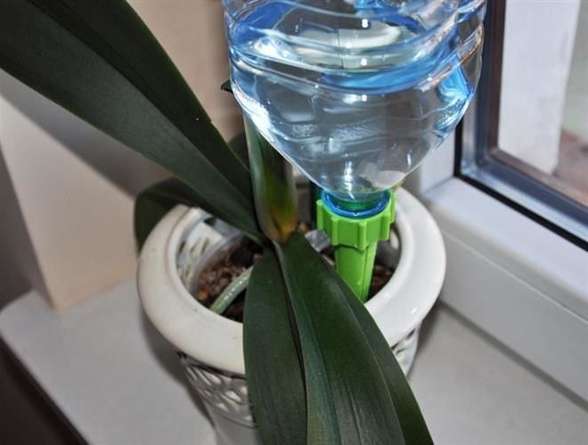 Zavlažovač rostlin na PET lahve – Zelený