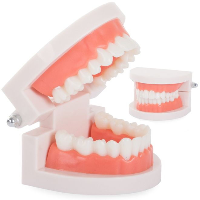 Zubní model čelistního zubu slamy