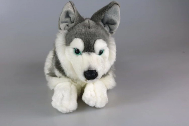 Plyšový Husky