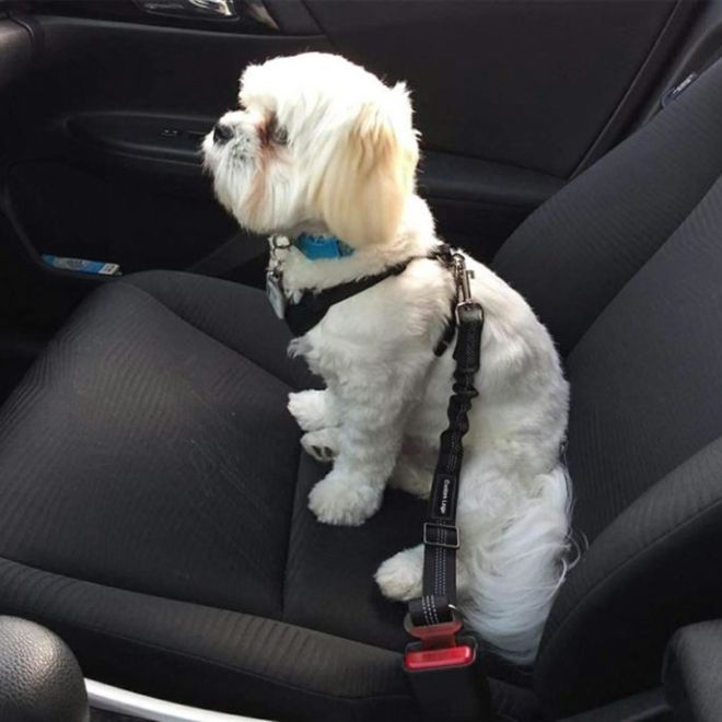 Bezpečnostní pás pro psa do auta